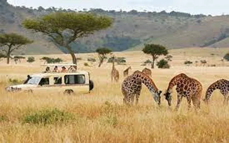 Ifotaka Forest Travel Affordable Safari