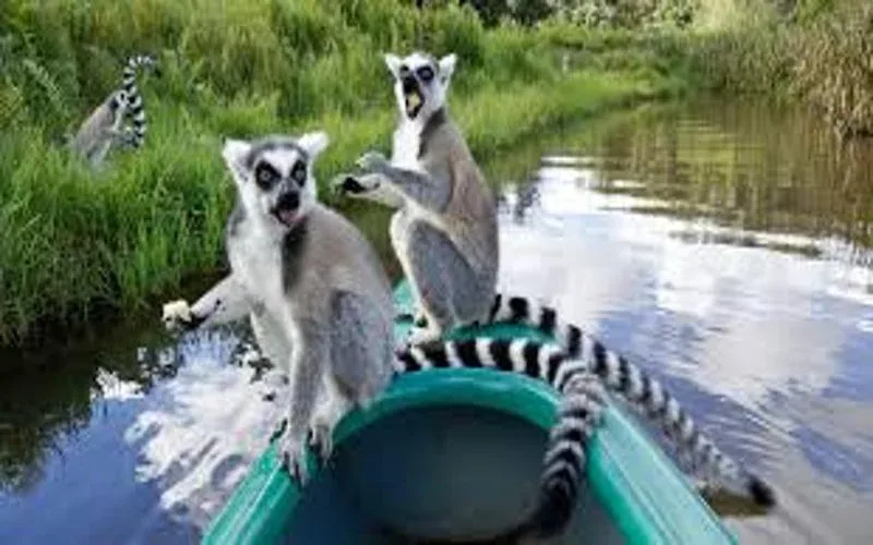 Ifotaka Forest Travel Lemur Safaris