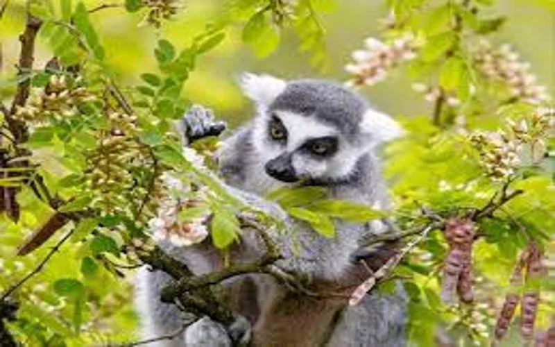 Ifotaka Forest Travel Lemur Watching Safari