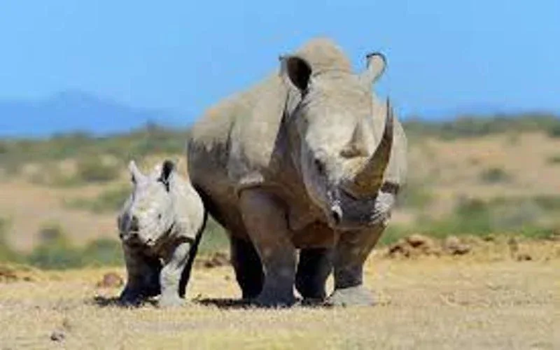 Inyati Private Game Reserve Rhino Tracking Safari