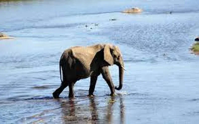 Inyati Private Game Reserve Transfers Safari