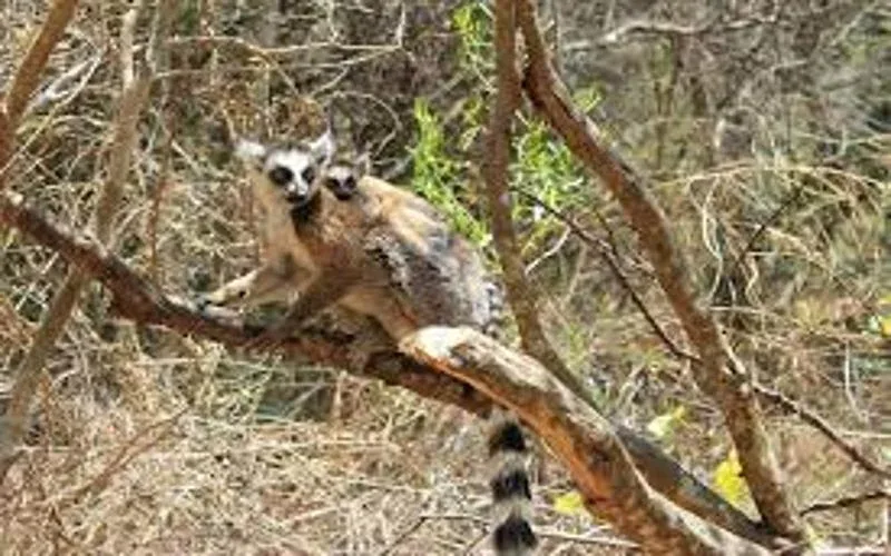 Isalo National Park Lemur Spotting Safari 1