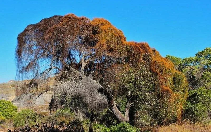 Isalo bush