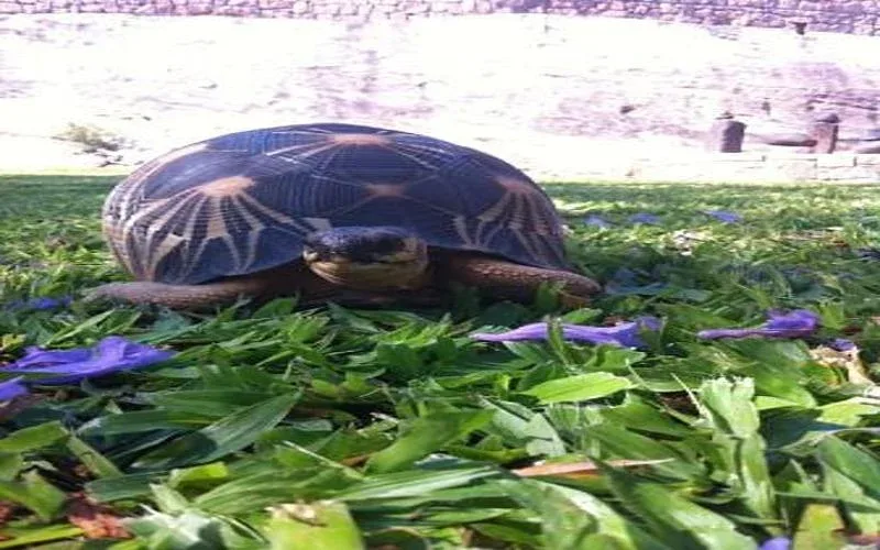 Isalo turtle