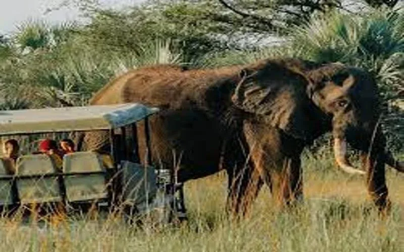 Ithala Game Reserve Family Safari Package
