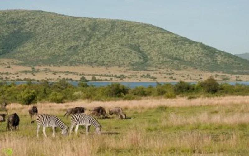 Ithala Game Reserve Guided Nature Walks Safari