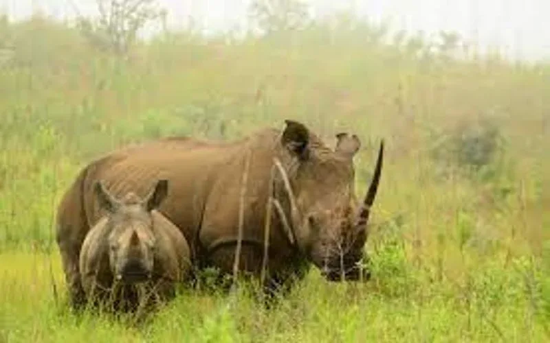Ithala Game Reserve Rhino Tracking Safari 1