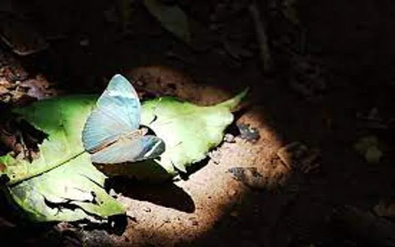 Kakamega Forest National Reserve Butterfly and Insect Watching Safari
