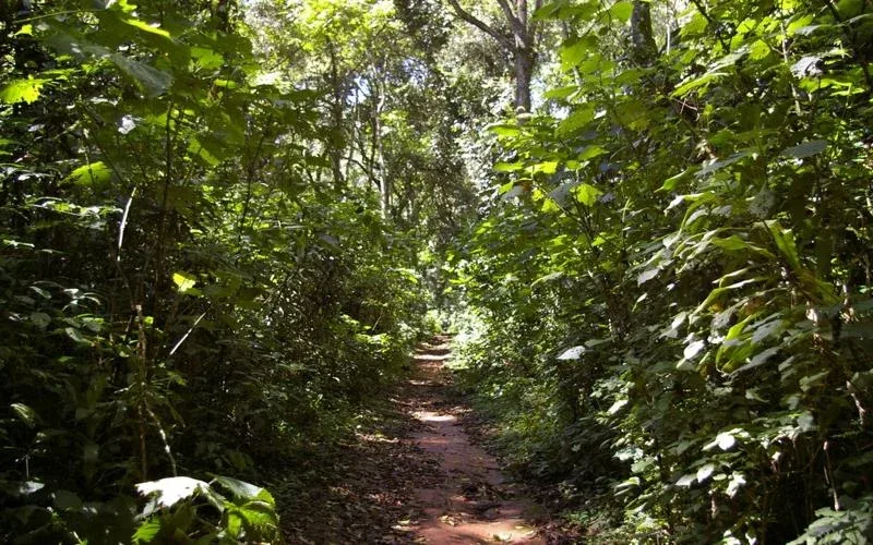 Kakamega Forest National Reserve Guided Nature Walk Safari