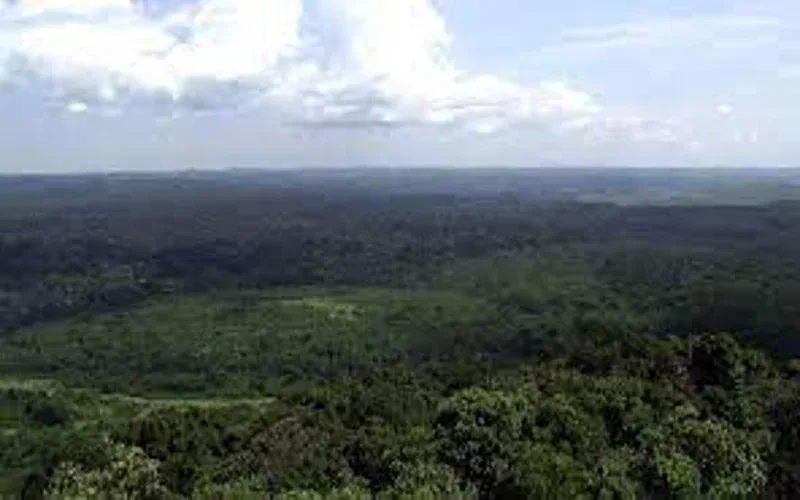 Kakamega Forest National Reserve Lirhanda Hill Viewpoint Safari