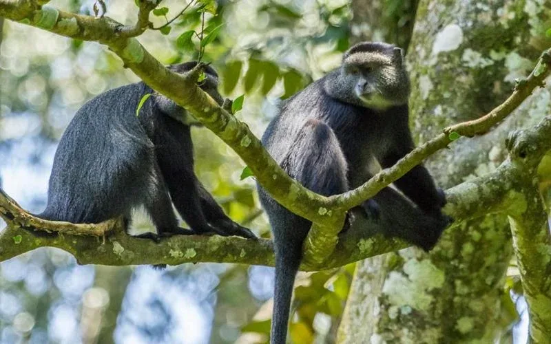 Kakamega Forest National Reserve Primate and Wildlife Viewing Safari
