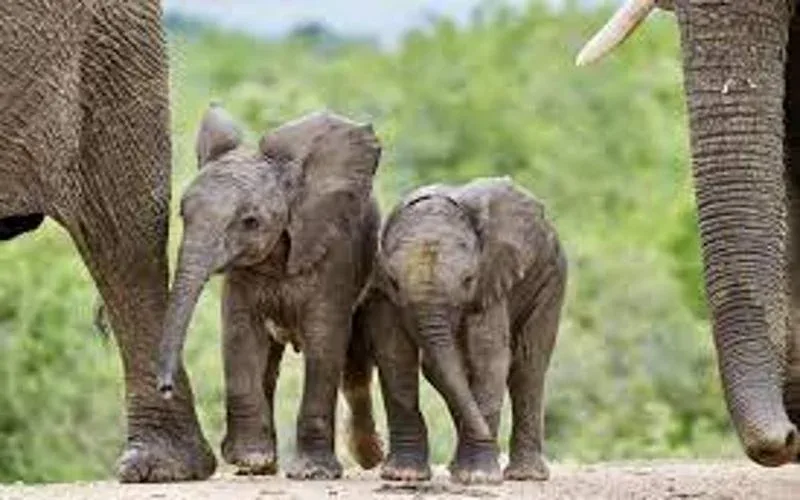 Kapama Private Game Reserve Elephant Interaction Safaris 1