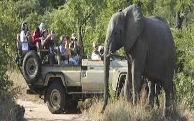 Kapama Private Game Reserve Game Drives Safari