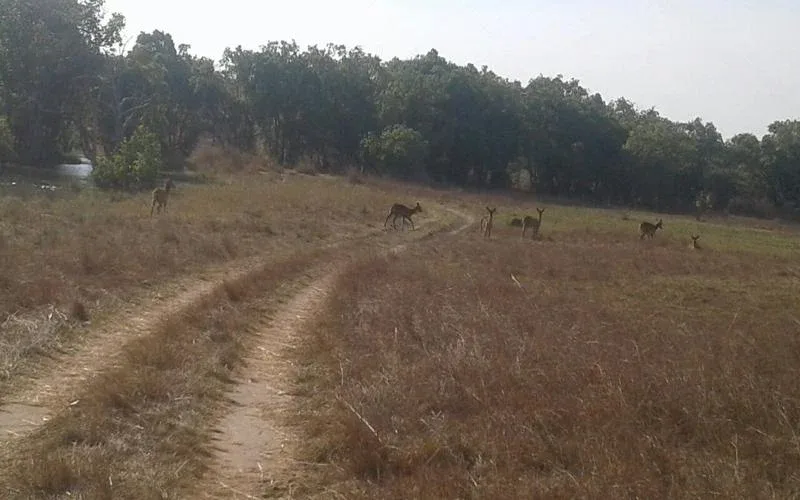 Kasungu wild