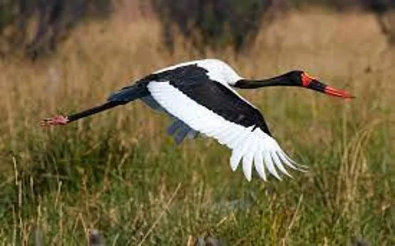 Katavi National Park Birdwatching Safari Package