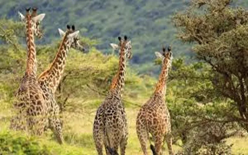 Katavi National Park Luxury Safari Package