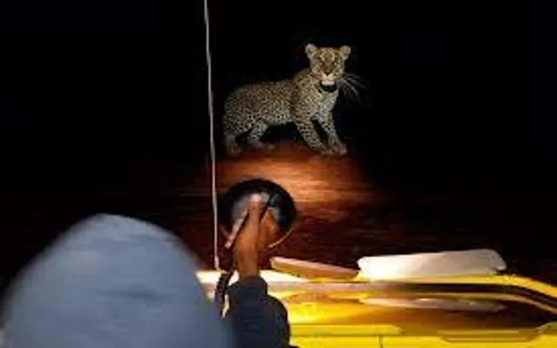 Katavi National Park Night Drive Safari