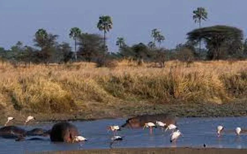 Katavi National Park River Safari