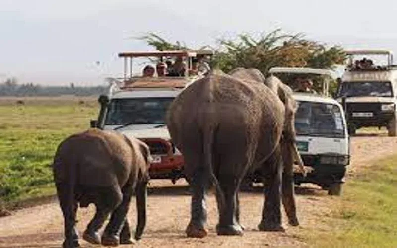 Katonga Game Drives Safaris 1