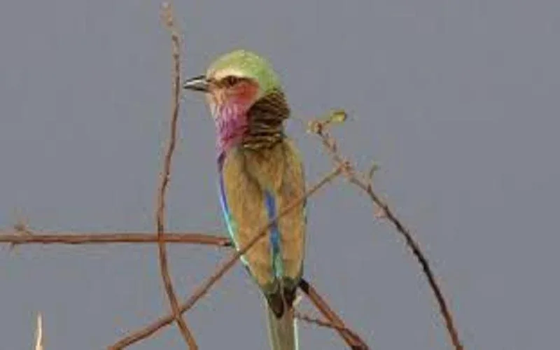 Katonga Wildlife Reserve Birdwatching Safari