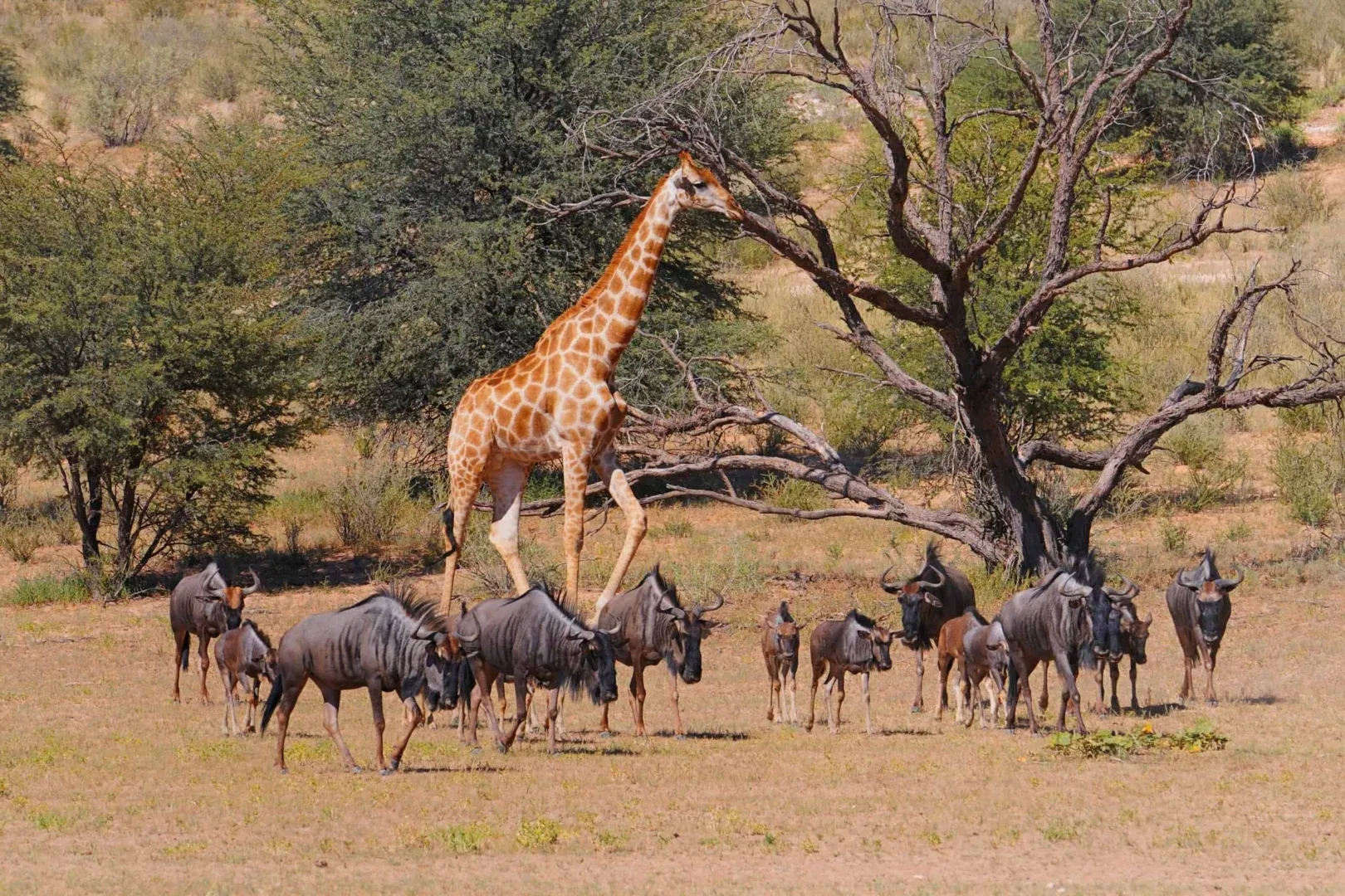 Kgalagadi Transfrontier Park giraffe and wildlife