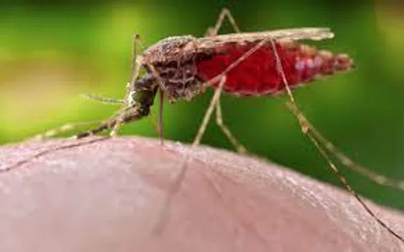 Malaria Precautions