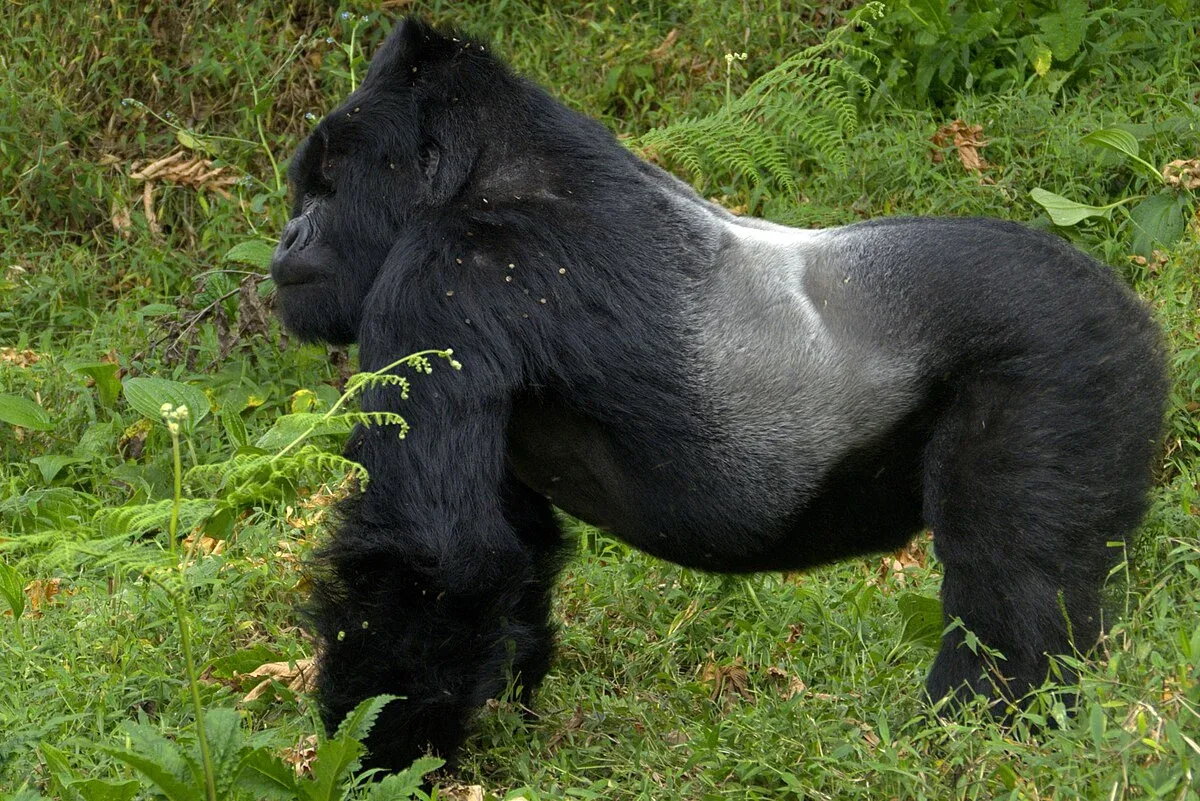 Male Gorilla