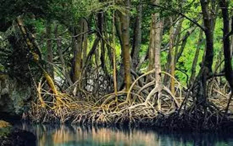 Mangrove Ecosystems