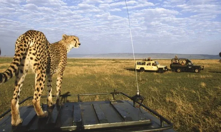 Masai Mara National Reserve Kenya dec
