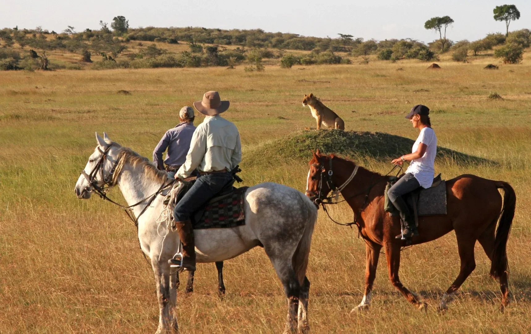 Offbeat Safaris Riding with lions on safari