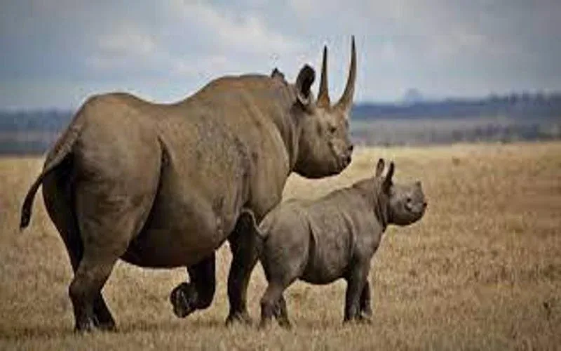 Rhino Tracking 1
