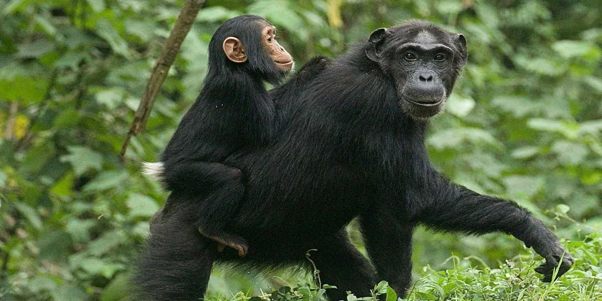 Rwanda Chimpanzee trekking Tours