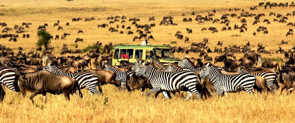 Serengeti National Park 1 1