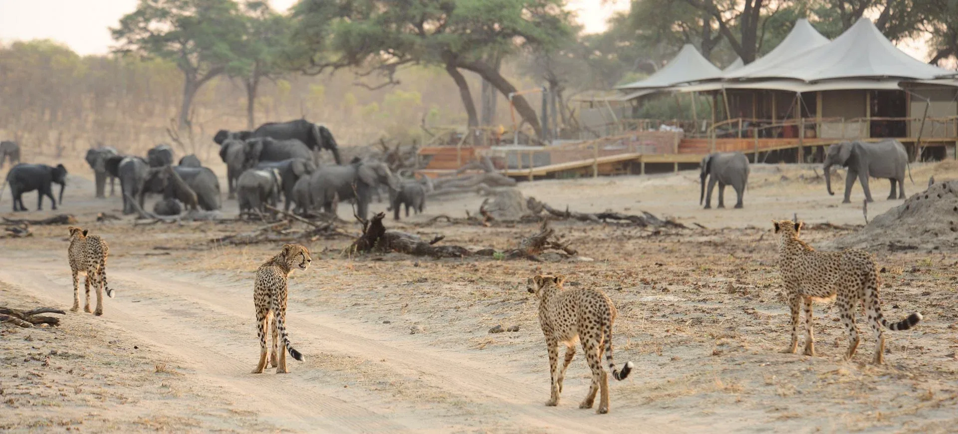 Somalisa Camp Wildlife