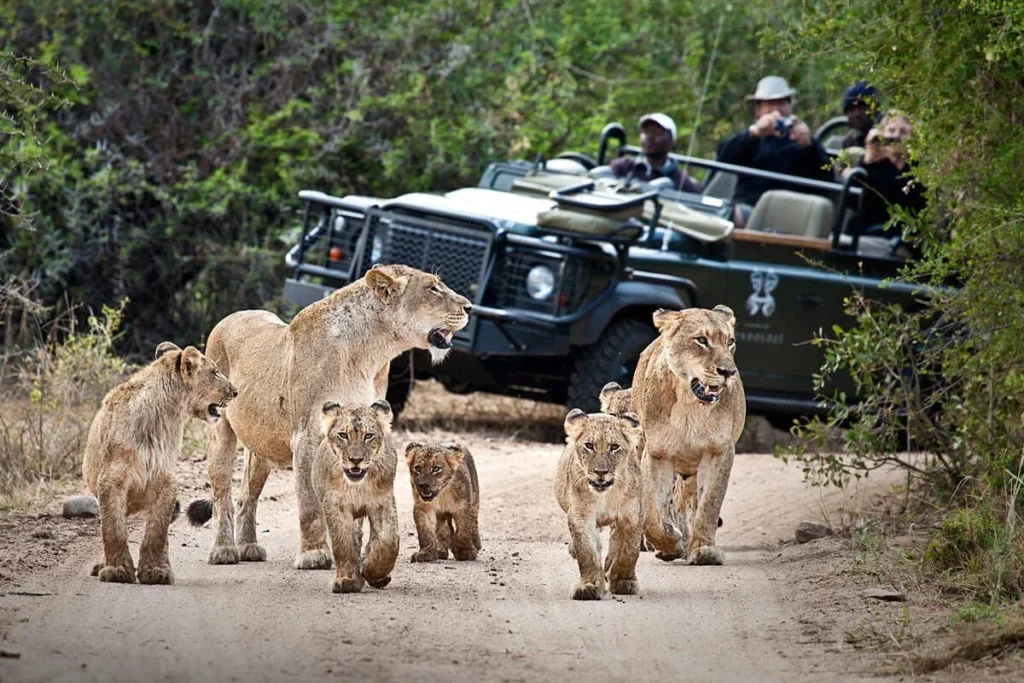SouthAfrica GreaterKrugerNationalPark LondoloziTreeCamp WildlifeLionPride
