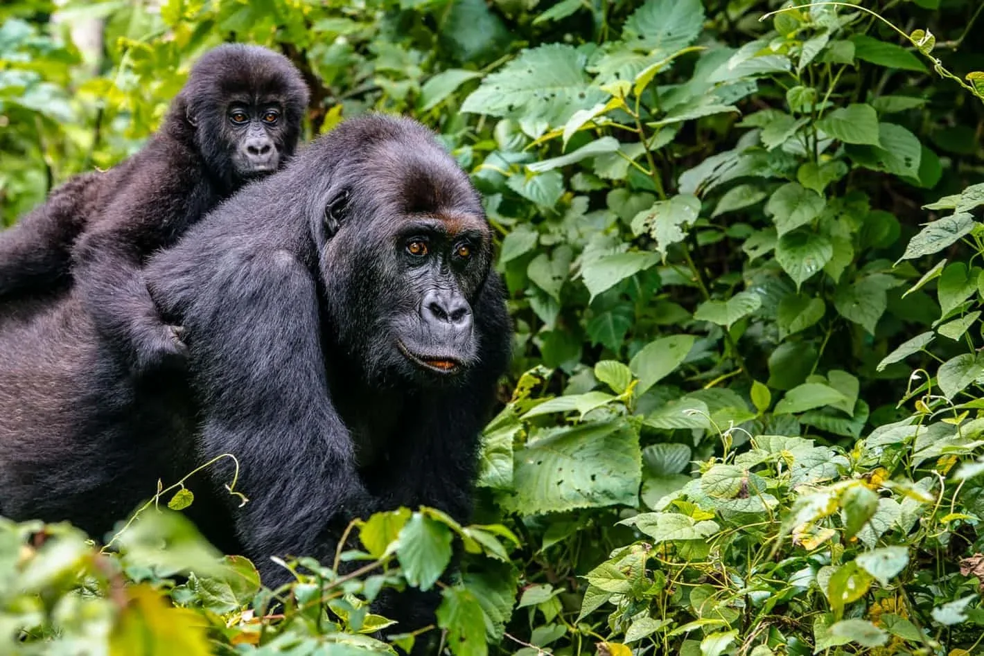 Virunga National park