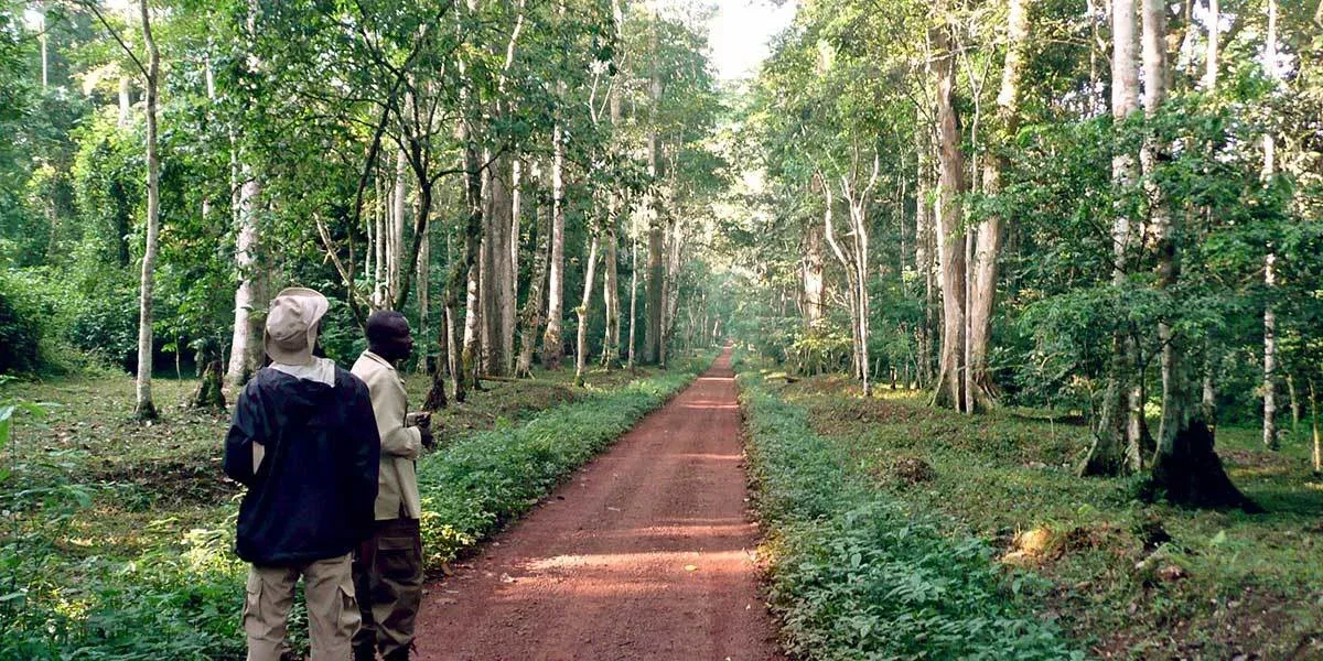 budongo forest reserve