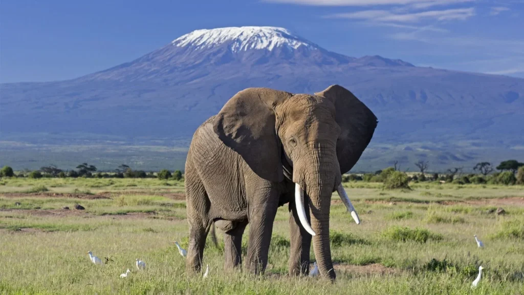 elephant bull front of kilimanjaro amboseli