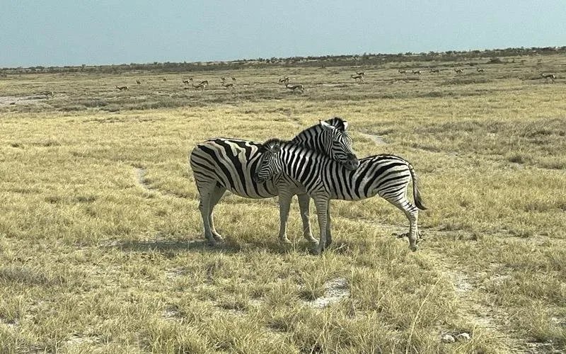 etosha zebra