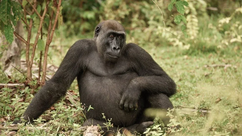 gorilla oct