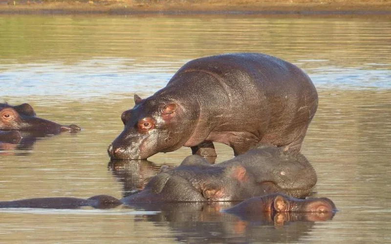 idube hippo