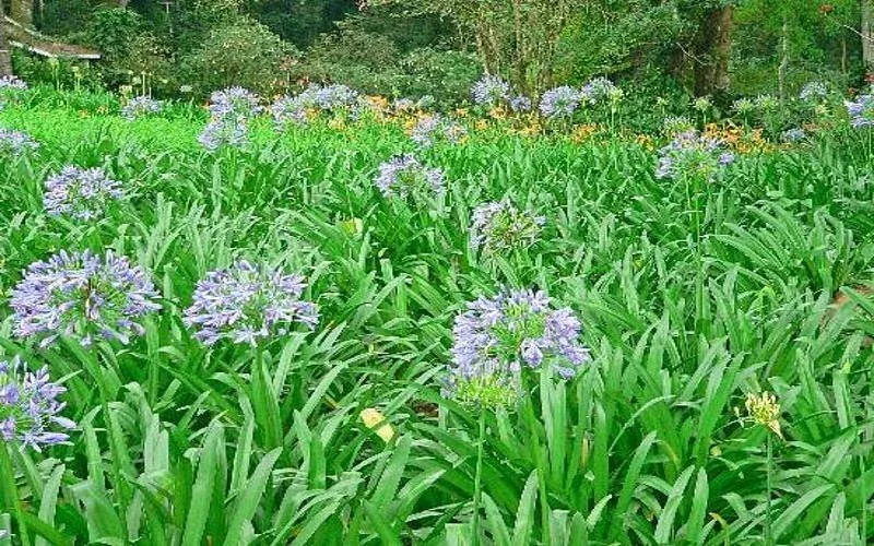 kakamega forest flowers 1