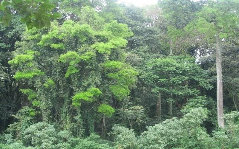 kakamega forest lush