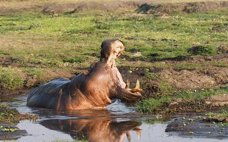 katavi hippo