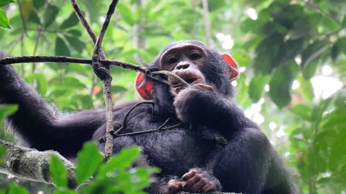 kibale forest chimps1 1200x675 1