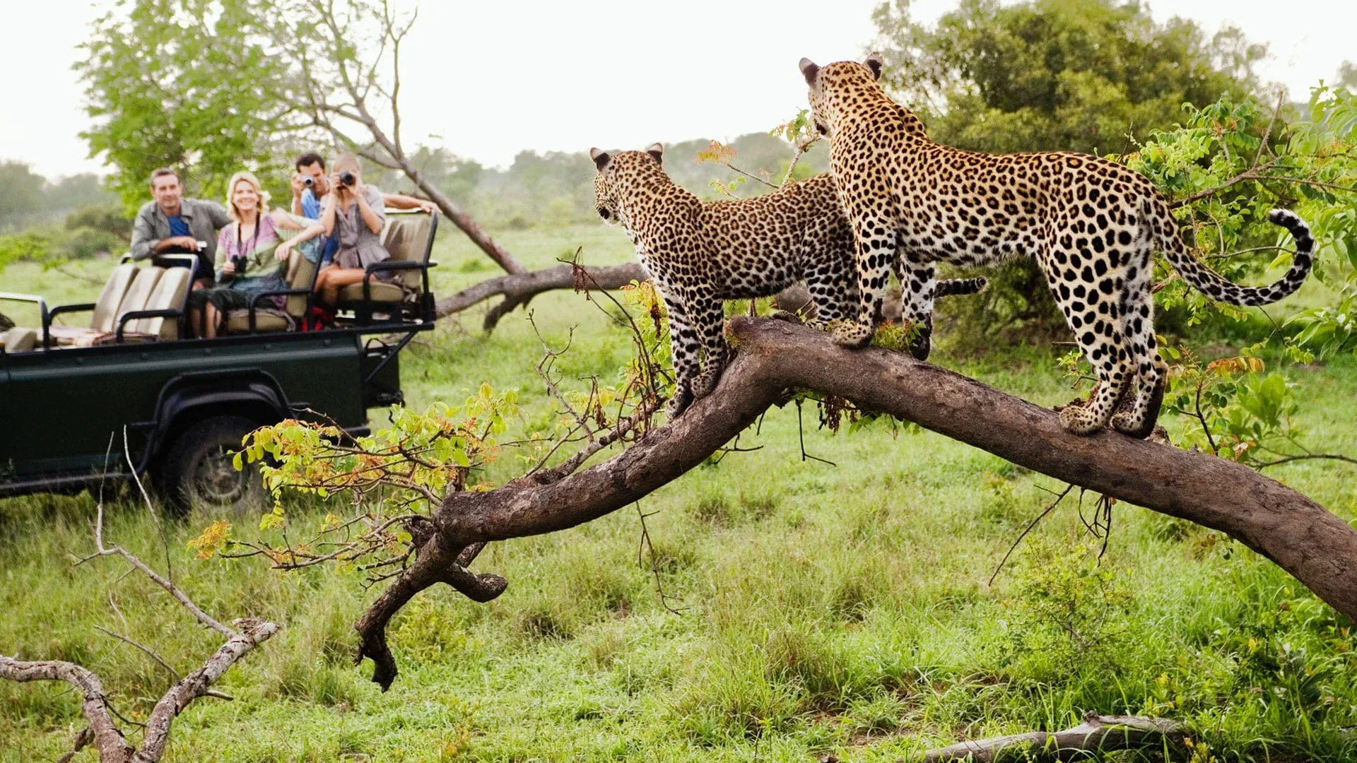 leopard safari south africa