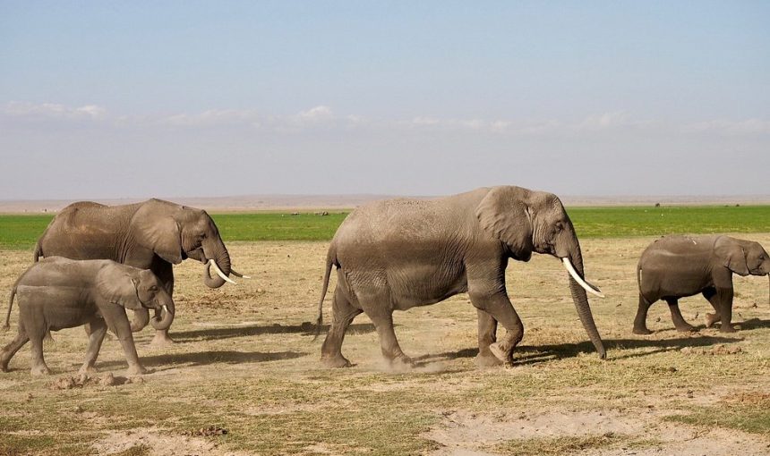 4-Day Mid-Range Kenya Safari, Amboseli, Tsavo East and West Adventure