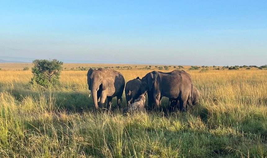 4-Day Masai Mara Fly-in Safari & Nakuru Adventure
