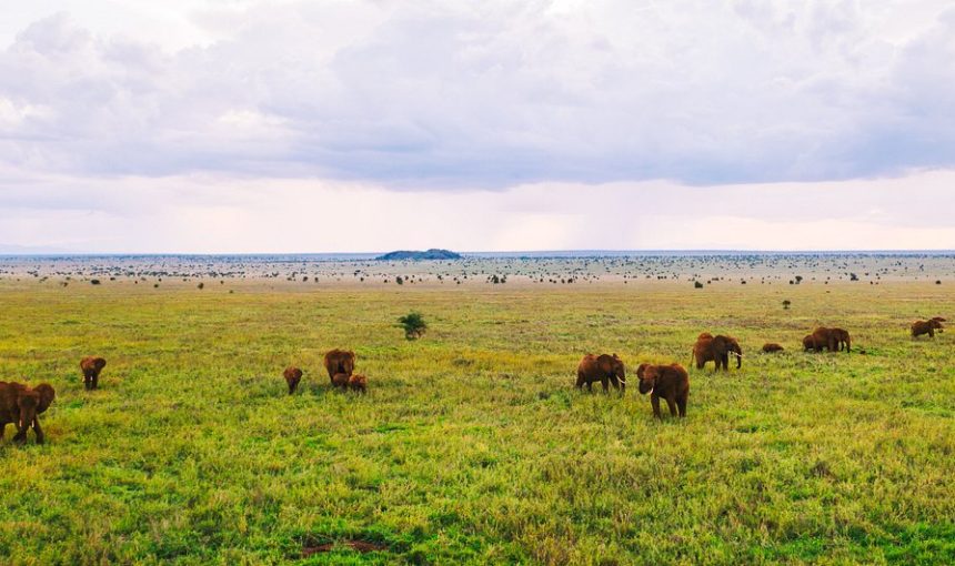 8-Day Kenya Luxury Safari -Special Exotic Bush Adventure