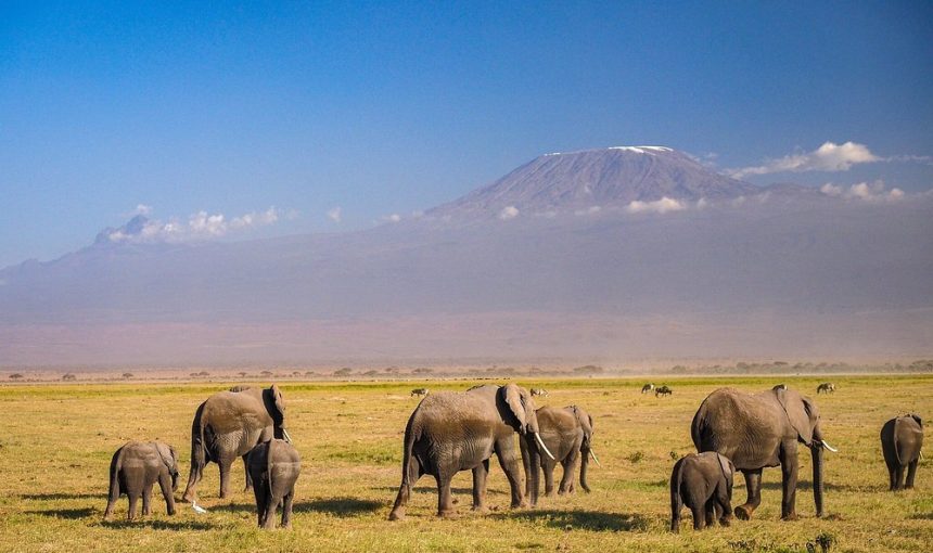 6-Day Kenya Safari-Maasai Mara, Lake Nakuru and Amboseli